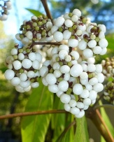 White Fruited Asian Beautyberry, Callicarpa longissima 'Alba'